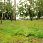 Blume im Birkenwäldchen